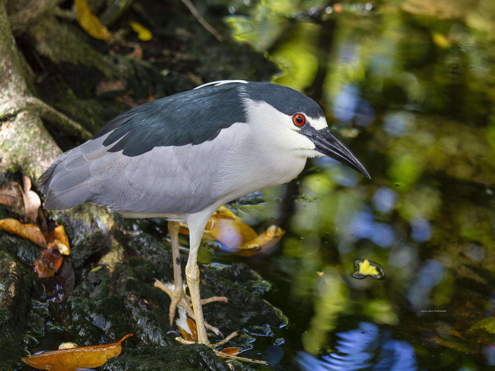 59176  nature, night heron, .jpg