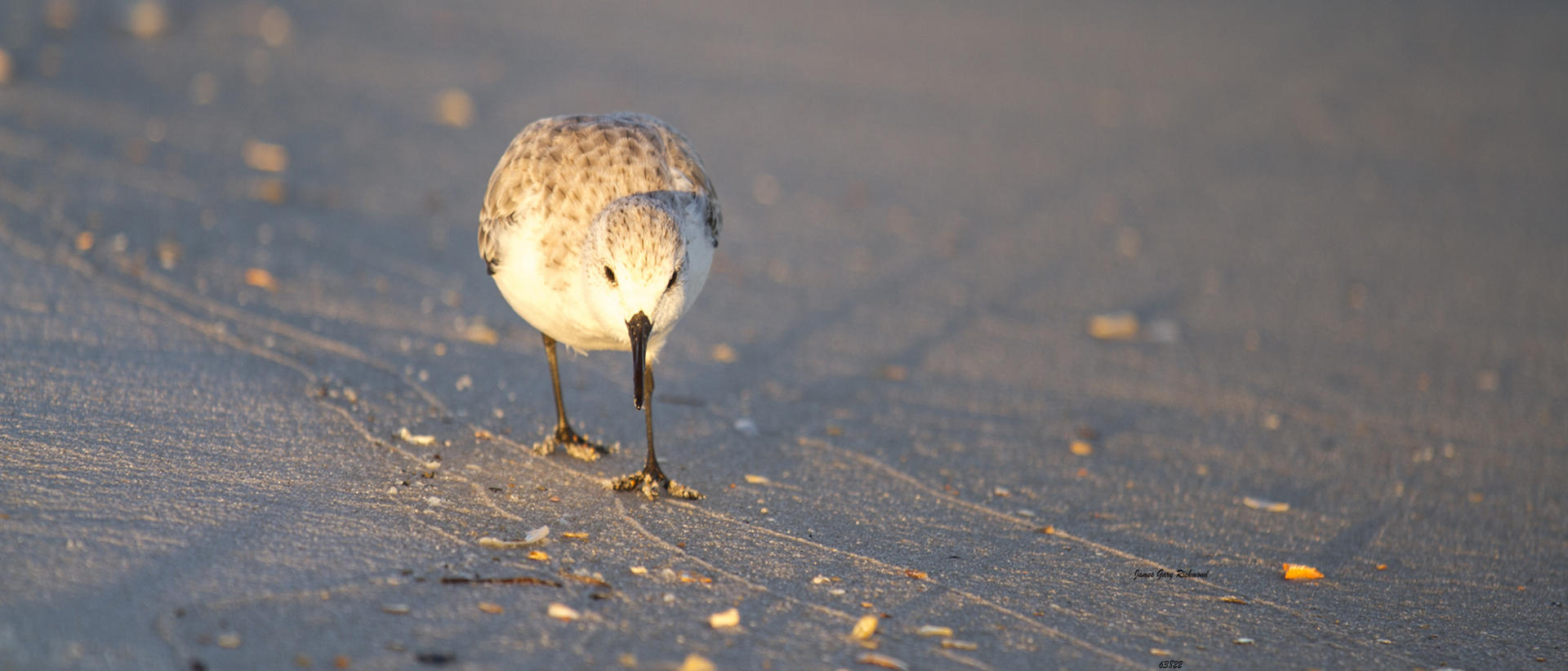 63822p seascape, beach, coastal  shorebird, sandpiper .jpg