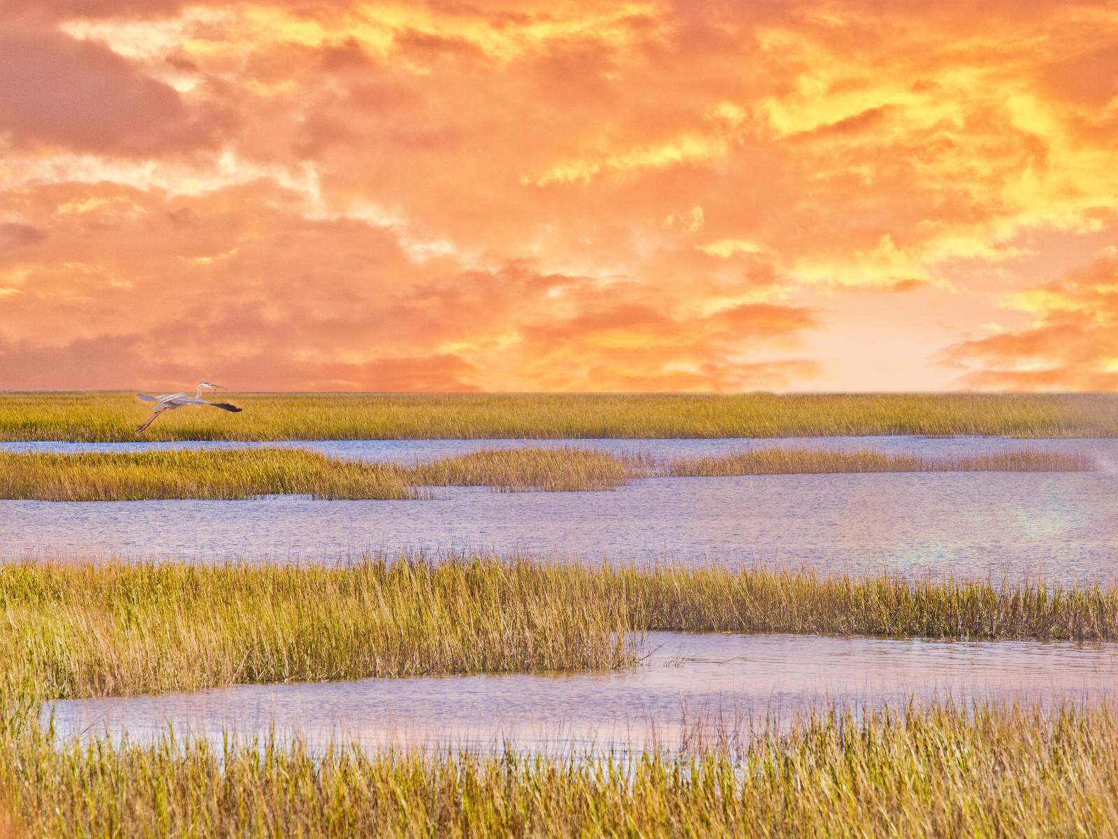 66934 nature, marsh with heron .jpg