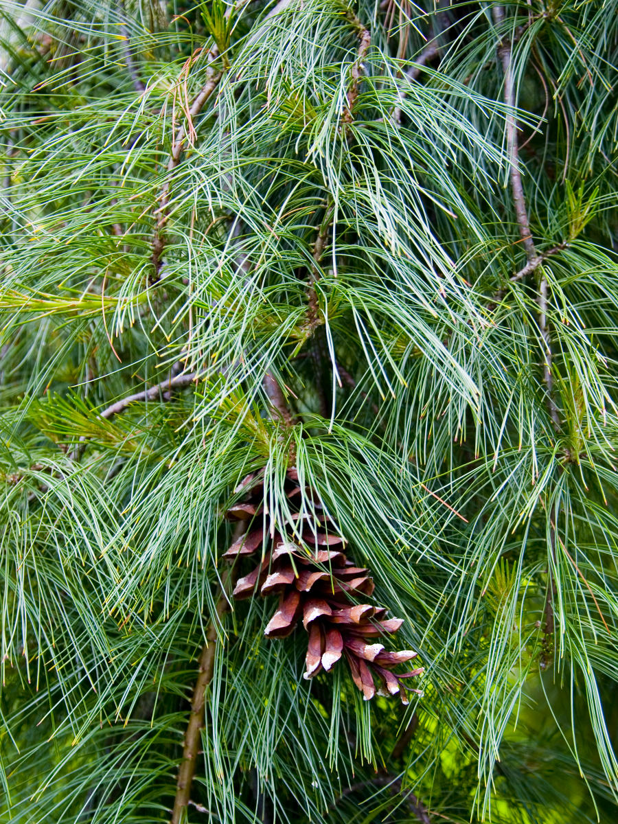 22831 nature, pine cone .jpg
