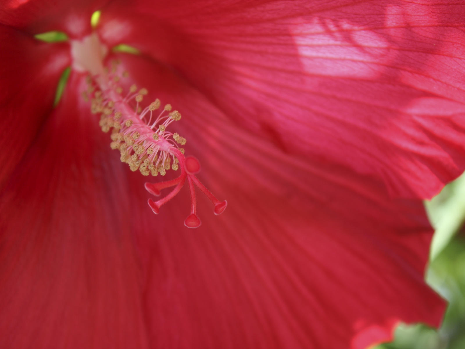22833 nature, red flowers hibiscus .jpg