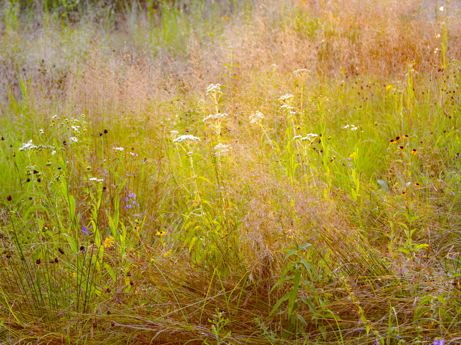 22847  nature, grasses u of nc arboretumn .jpg