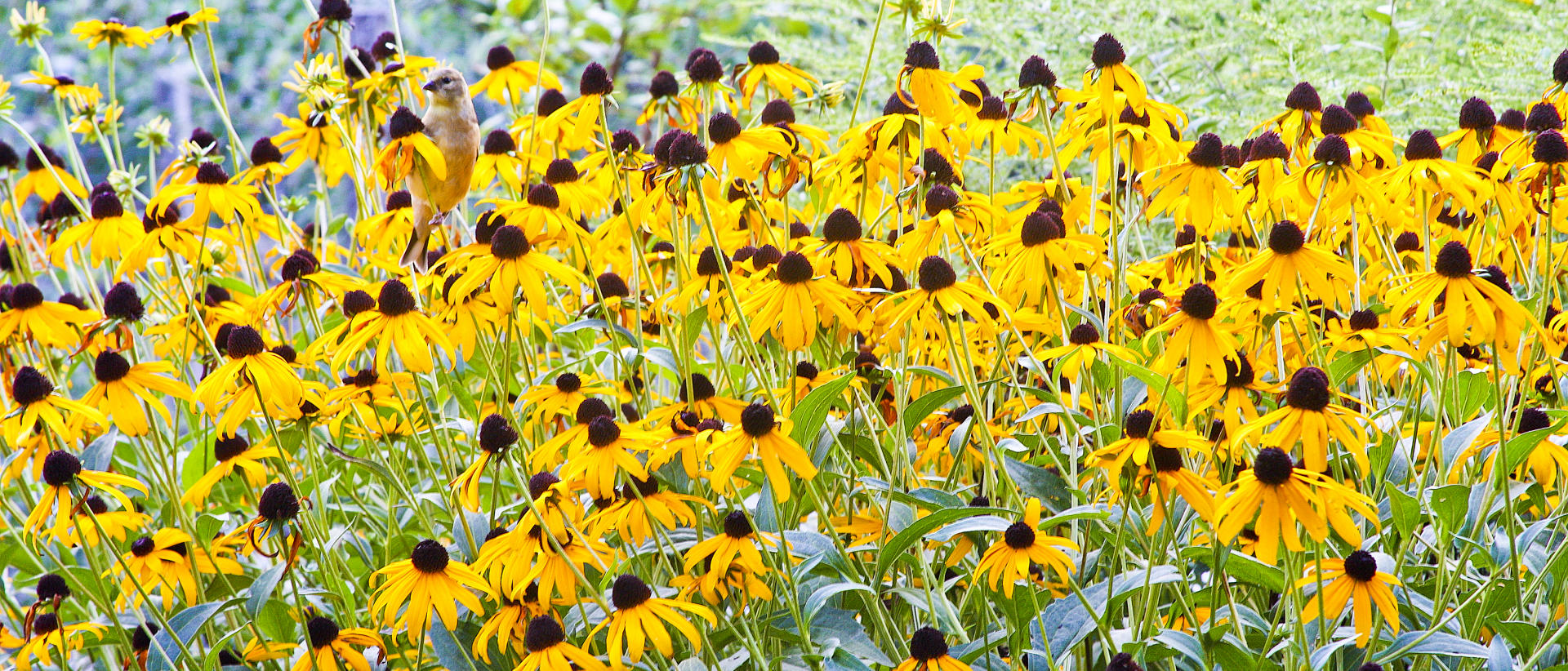 22946p nature, wildflowers, song bird.jpg