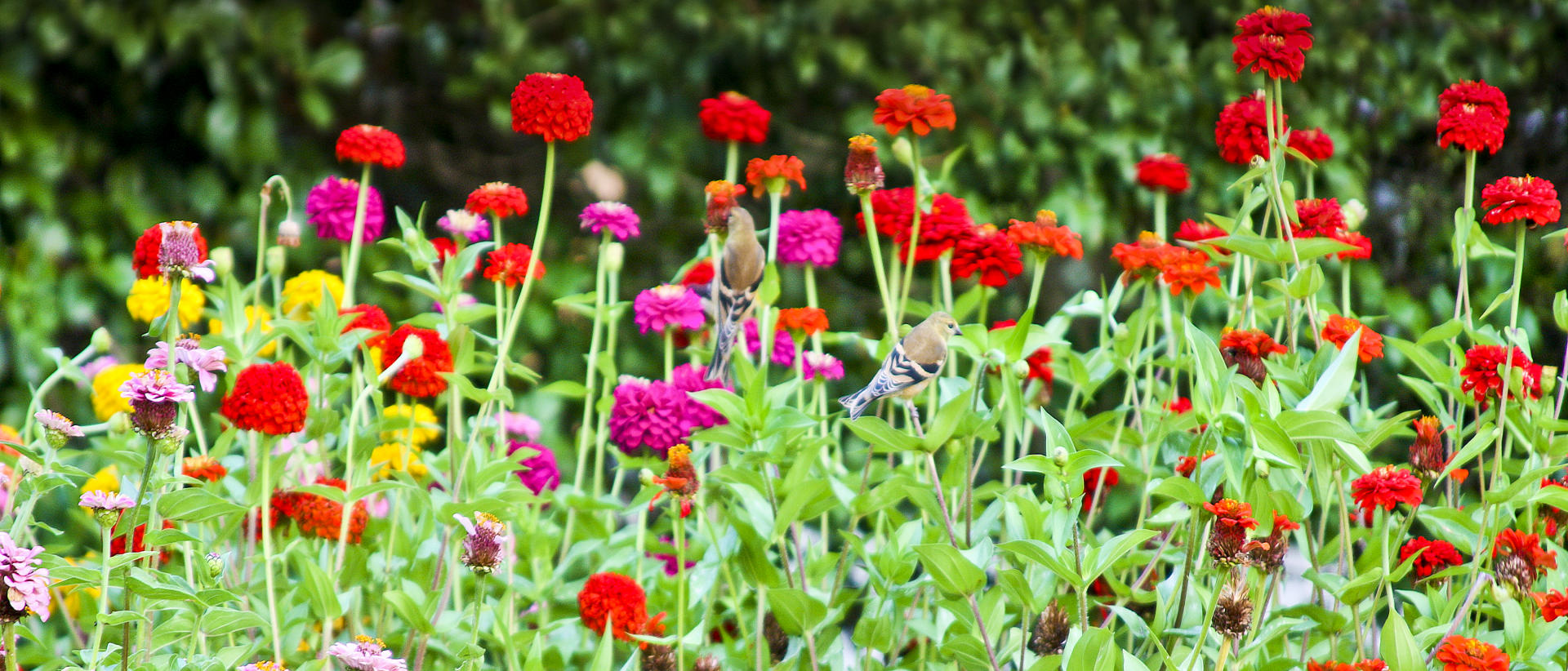 22947p nature,  flowers songbird, garden scene.jpg