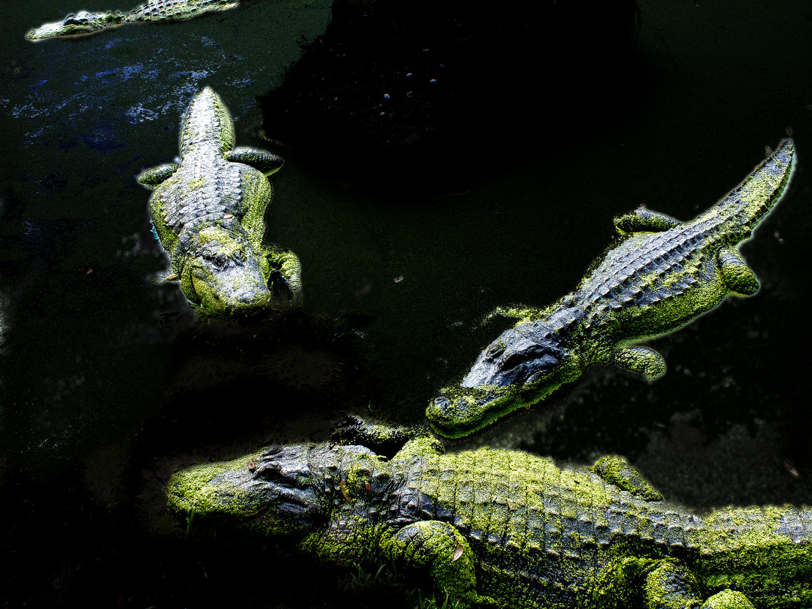 27877 nature, real florida, alligator .jpg