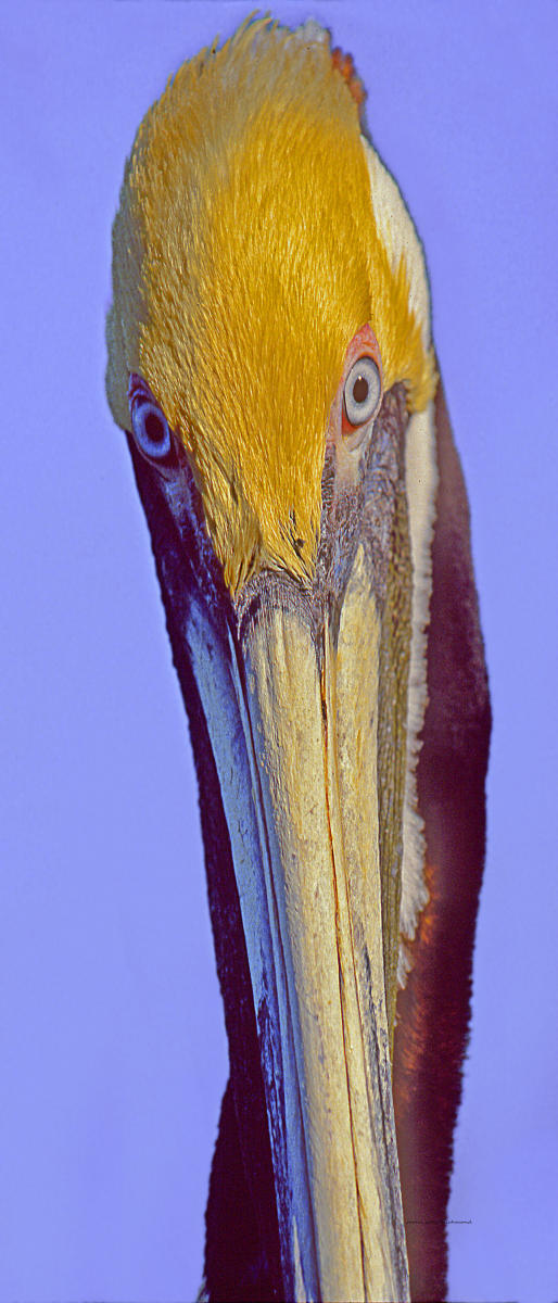 00326p nature, pelican adult,   .jpg