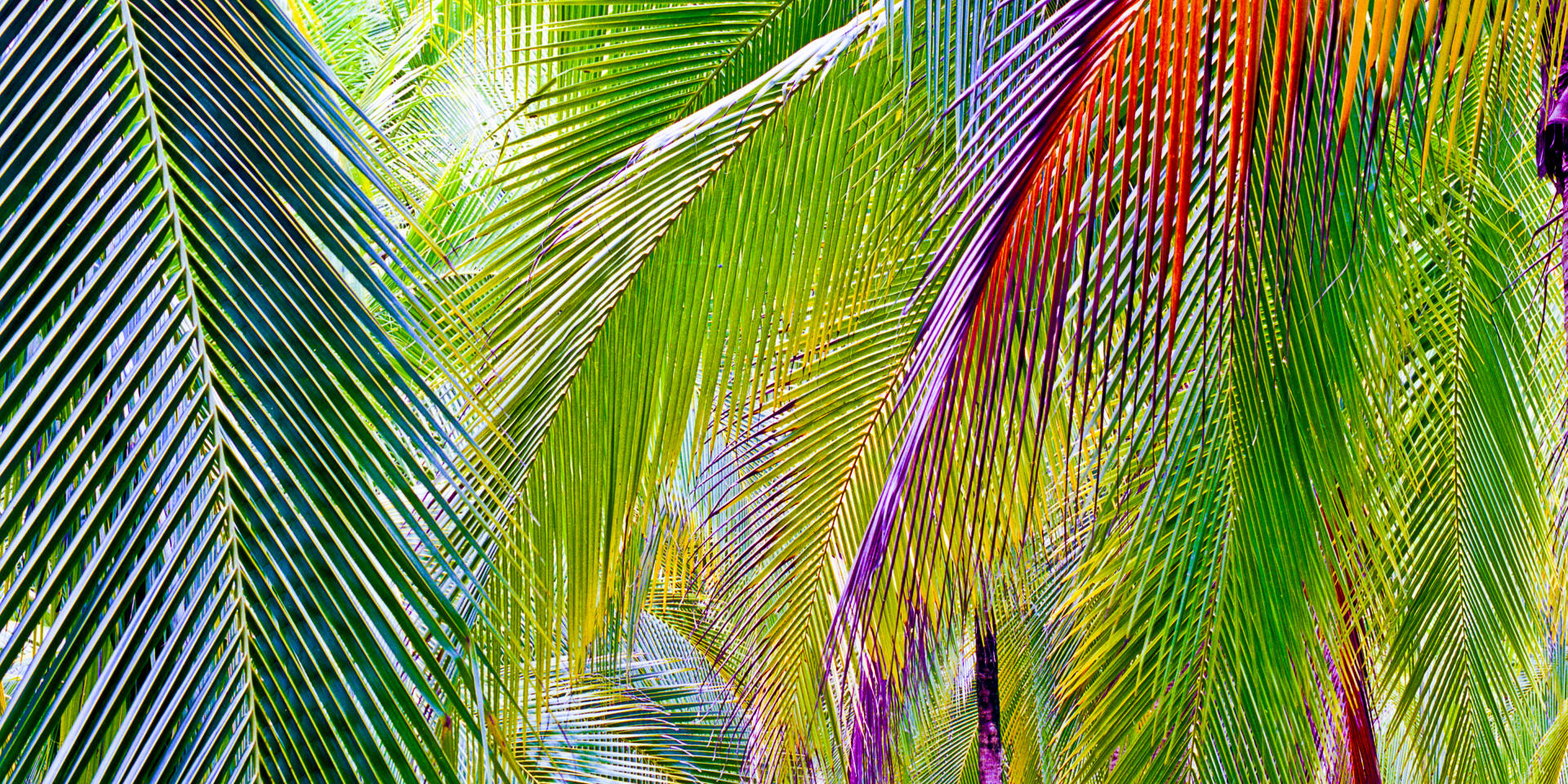 07674p nature, caribbean, coconut palms, tropical .jpg