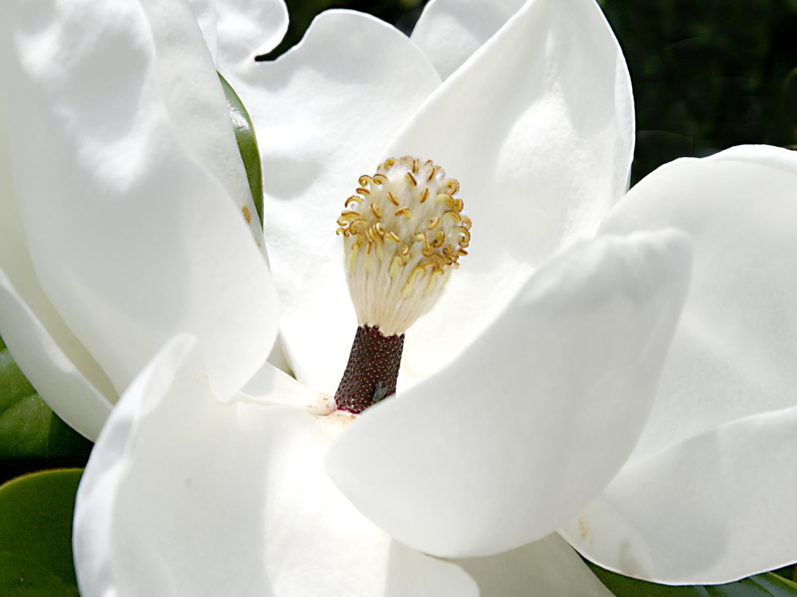 21703 nature, magnolia flower, .jpg
