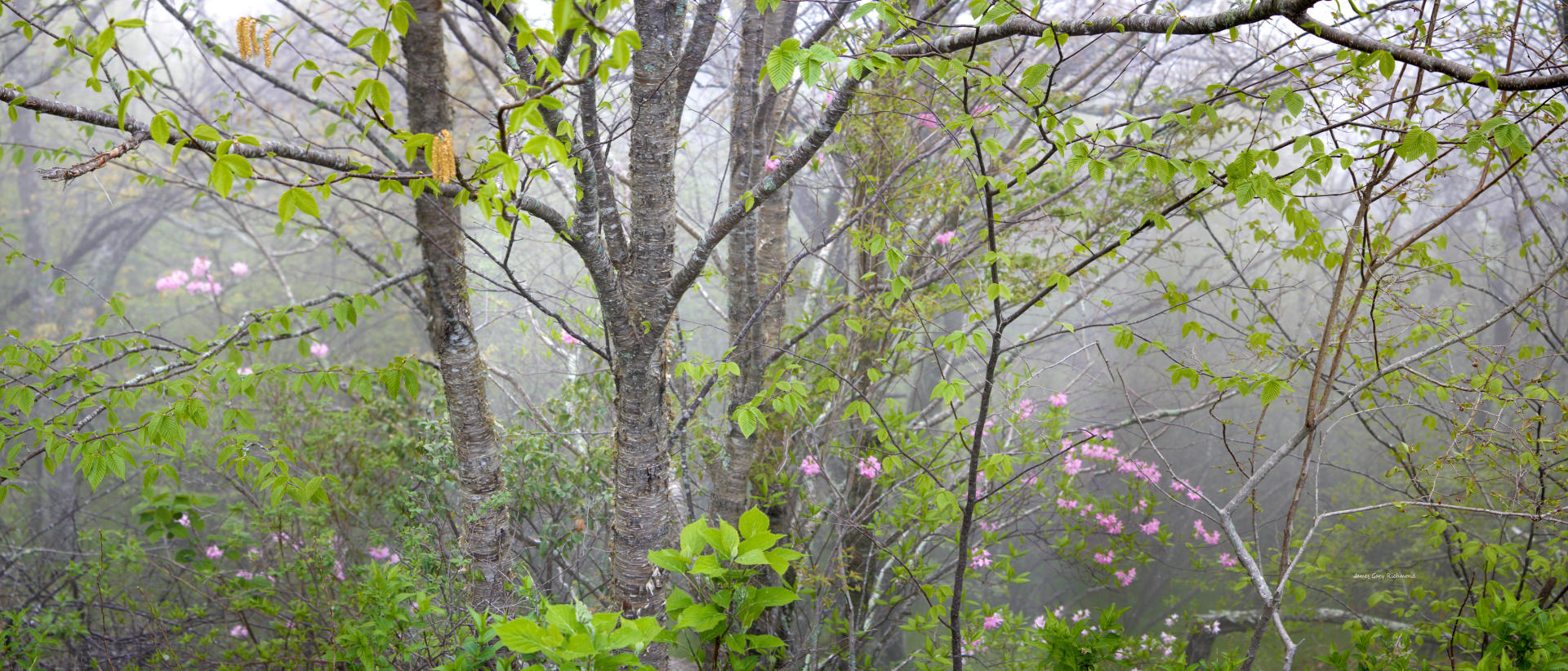 21730p nature, mountain fog, floral, .jpg