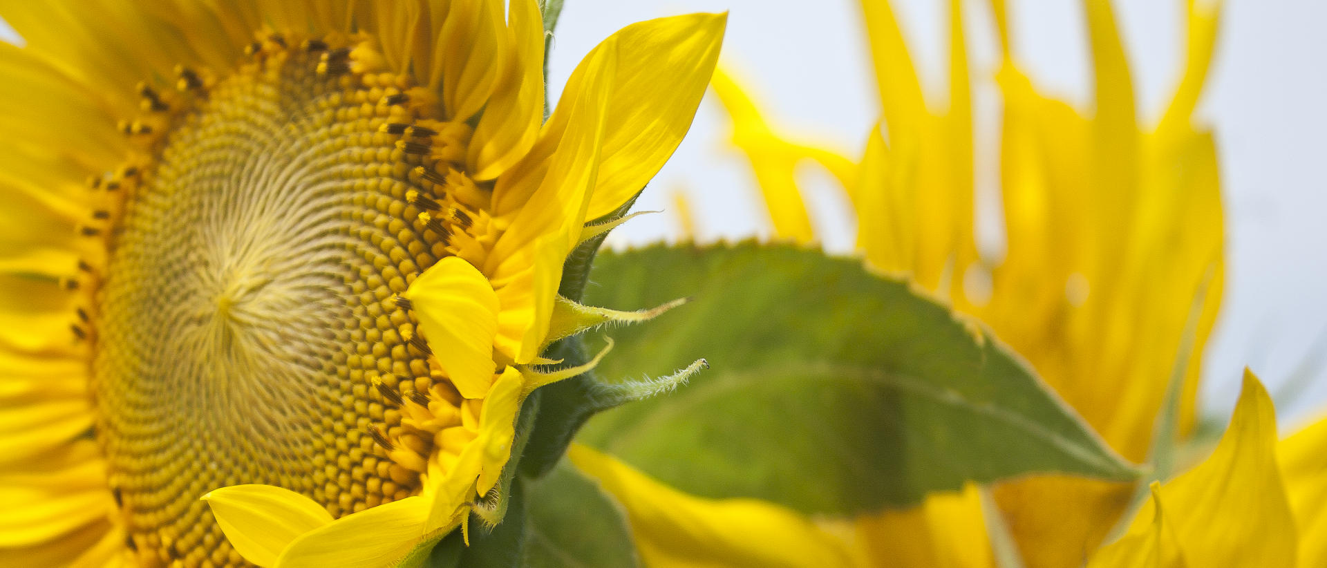 21826p nature, sunflower .jpg